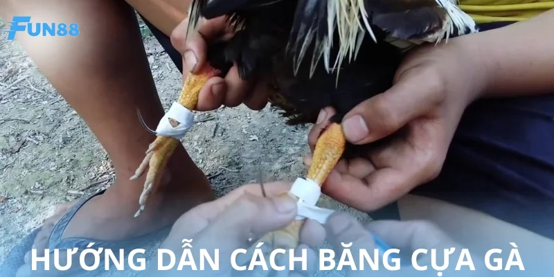 Hướng dẫn cách bẳng cựa gà từ A-Z cho người mới