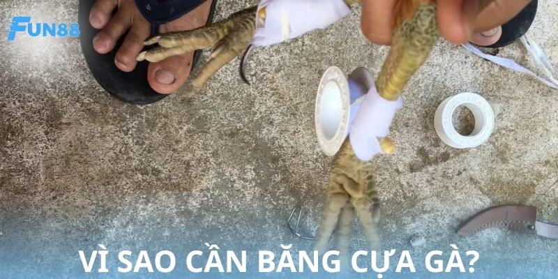 Băng cựa là cách giúp chiến kê dễ dàng hạ gục đối thủ