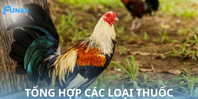 Danh mục các thuốc tăng lực cho gà an toàn nên sử dụng