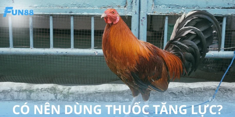 Thuốc tăng lực cho gà được xem là một loại thần dược