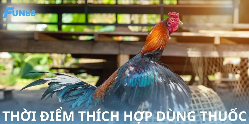 Nên sử dụng thuốc tăng lực cho gà vào thời điểm nào?
